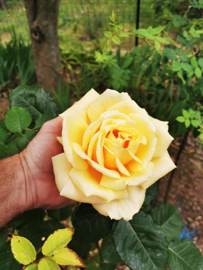 La Maison du Soleil Provence Draguignan Eksteriør billede