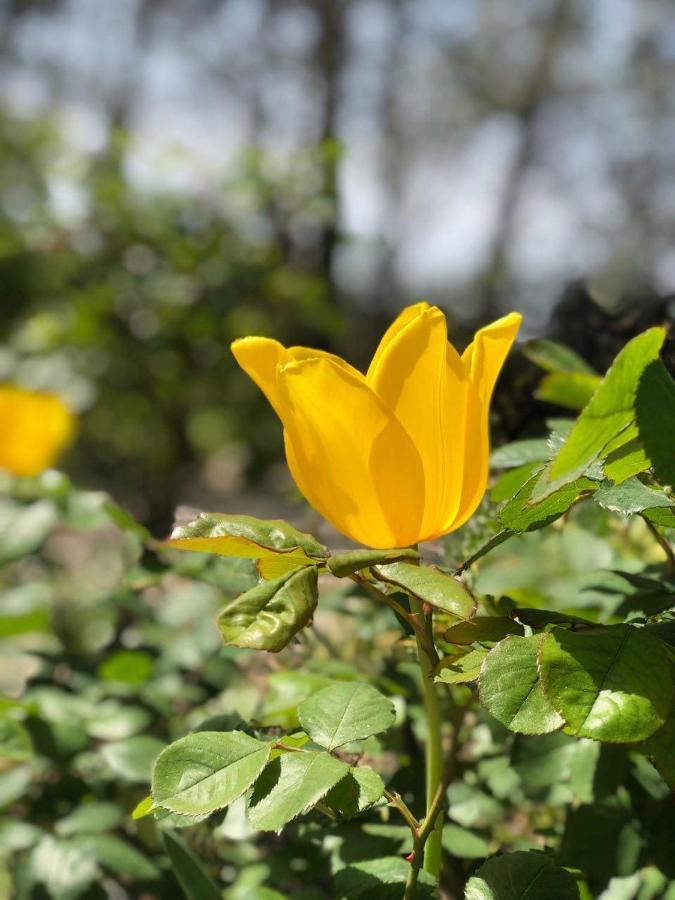 La Maison du Soleil Provence Draguignan Eksteriør billede